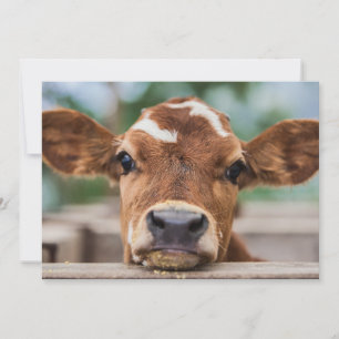 Carte De Remerciements Animaux de bébés cutest Petite vache
