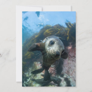 Carte De Remerciements Animaux de bébés cutest Phoque sous-marin Cape F