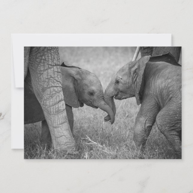 Carte De Remerciements Animaux de bébés cutest | Salutation des éléphants (Devant)