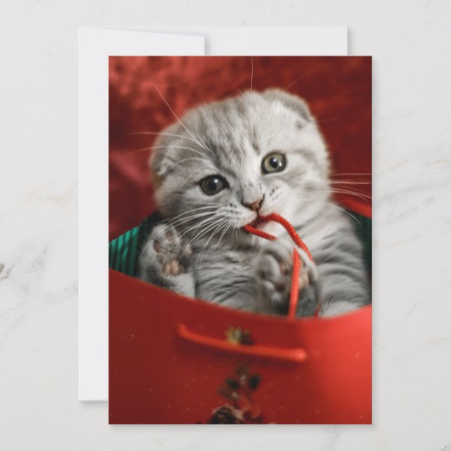 Carte De Remerciements Animaux de bébés cutest | Scottish Fold Kitten (Devant)