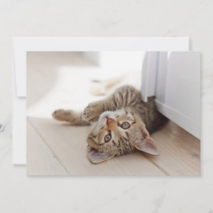 Carte De Remerciements Animaux de bébés cutest   Shorthair Tabby Kitten