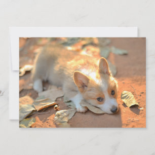 Carte De Remerciements Animaux de bébés cutest   Shy Corgi