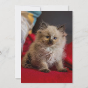 Carte De Remerciements Animaux de bébés cutest Siamese Kitten