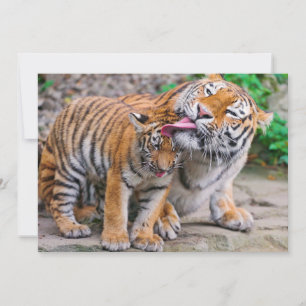 Carte De Remerciements Animaux de bébés cutest   Sibérie Tiger Famille