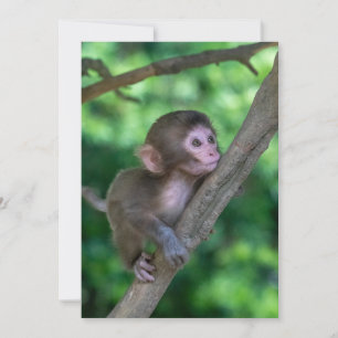 Carte De Remerciements Animaux de bébés cutest   Singe bébé