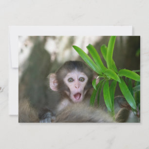 Carte De Remerciements Animaux de bébés cutest Singe des neiges surpris