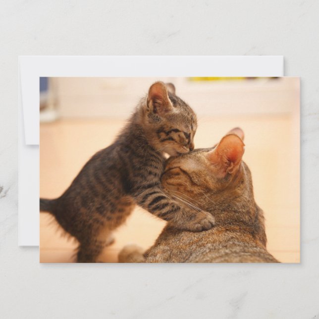Carte De Remerciements Animaux de bébés cutest | Tabby Kitten Kiss (Devant)