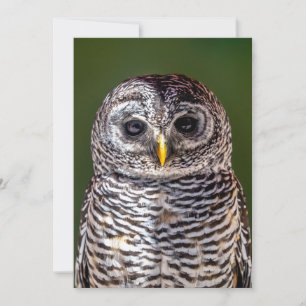 Carte De Remerciements Animaux de bébés cutest   Tawny Owl