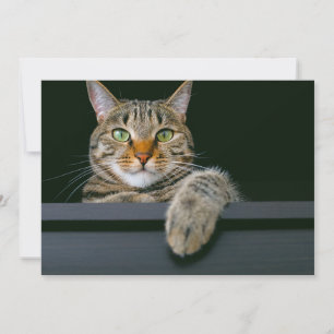 Carte De Remerciements Animaux de bébés cutest   Tête de chat gris Tabby
