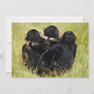 Carte De Remerciements Animaux de bébés cutest   Trois chimpanzés en trai