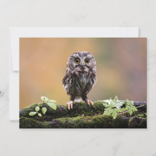 Carte De Remerciements Animaux de bébés cutest   Un hibou-bébé