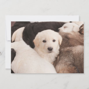Carte De Remerciements Animaux de bébés cutest   Un mignon seau de chiots
