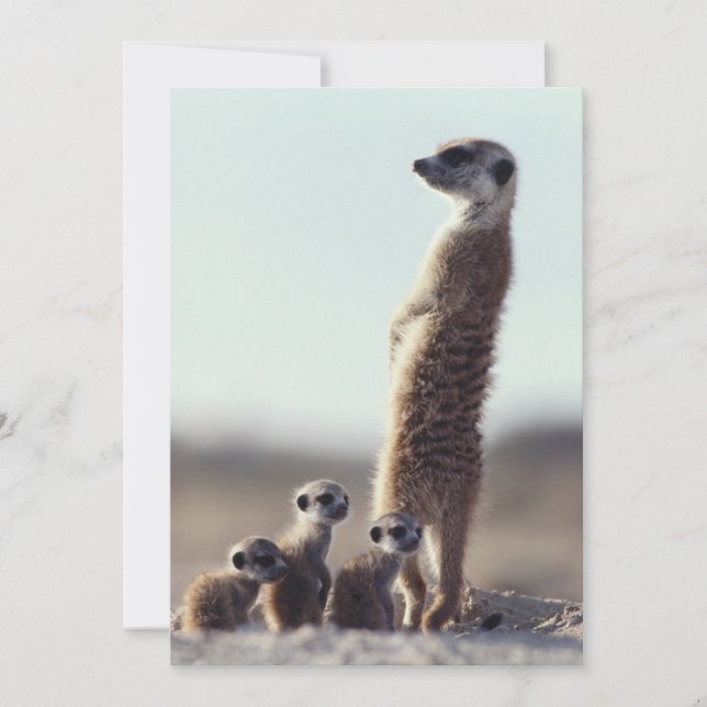 Carte De Remerciements Animaux de bébés cutest | Une famille de Meerkats (Devant)