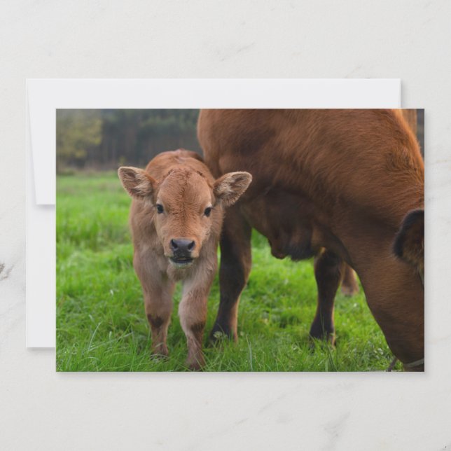 Carte De Remerciements Animaux de bébés cutest | Vache et veau (Devant)