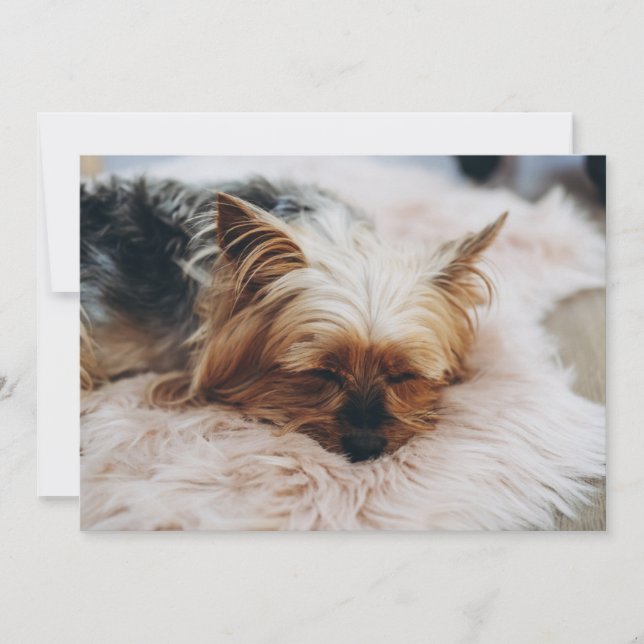 Carte De Remerciements Animaux de bébés cutest | Yorkshire Terrier (Devant)