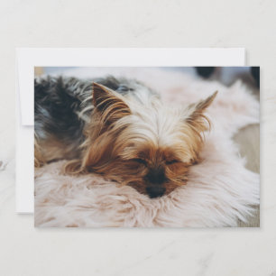 Carte De Remerciements Animaux de bébés cutest   Yorkshire Terrier