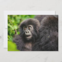 Animaux de bébés cutest | Young Mountain Gorilla