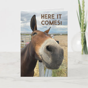 Carte De Remerciements Anniversaire Smile Fundy Mule Animal Card Real Ear