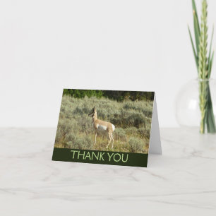 Carte De Remerciements Antilocapre dans le parc national de Grand Teton
