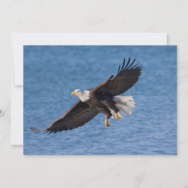 Carte De Remerciements Bald eagle in flight (Devant)