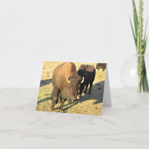 Carte De Remerciements Bison dans le Colorado