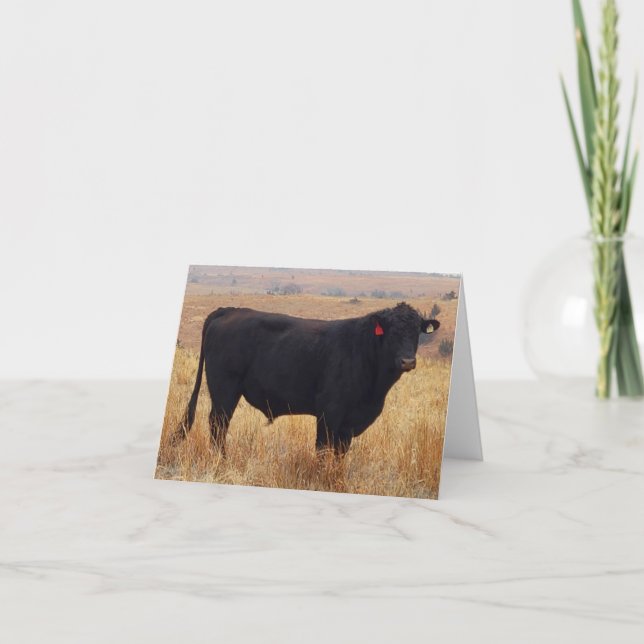 Carte De Remerciements Black Angus Steer Grazing (Devant)