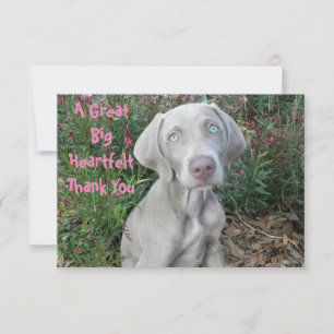 Carte De Remerciements Brooklyn's Birthday Garden Party - Weimaraner Dog