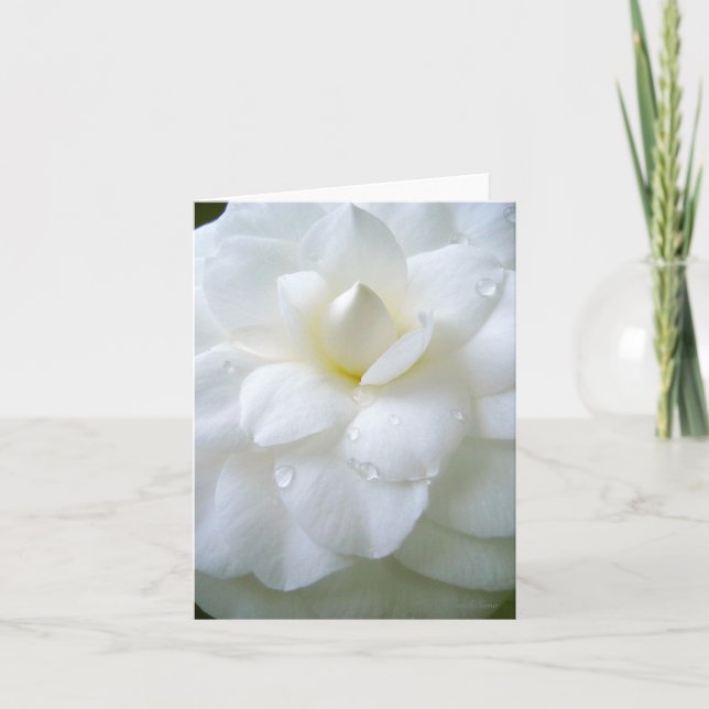 Carte De Remerciements Camellia blanche avec rosée (Devant)