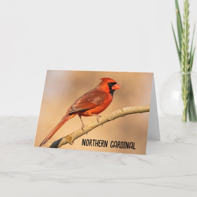 Carte De Remerciements Cardinal du Nord (Devant)
