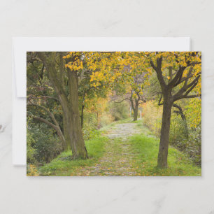 Carte De Remerciements Chemin arboré en automne