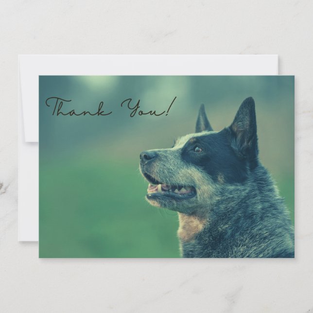 Carte De Remerciements Chien de bétail australien (Devant)