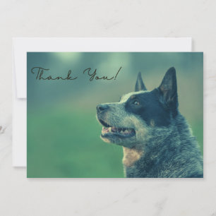 Carte De Remerciements Chien de bétail australien