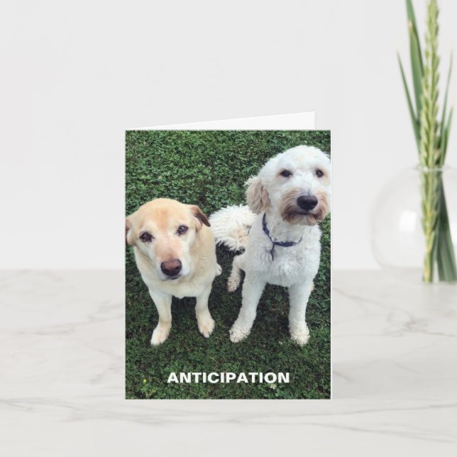 Carte De Remerciements Chiens du Labrador mignons qui vous manquent (Devant)