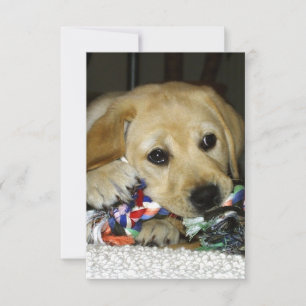 Carte De Remerciements chiot labrador jaune LR avec jouet