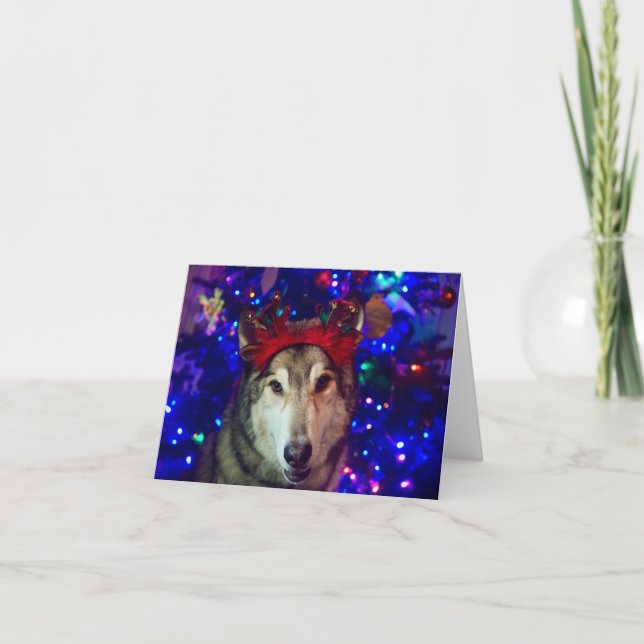 Carte De Remerciements Christmas Husky (Devant)