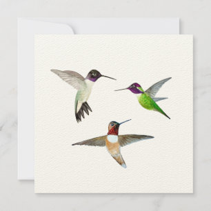 Carte De Remerciements Colibri à manches noires, roux et Anna