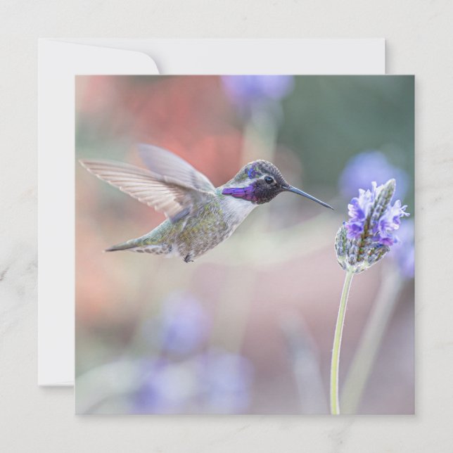 Carte De Remerciements Colibri avec Lavande I (Devant)