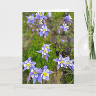 Carte De Remerciements Colorful Columbine Flowers in Violet Blue Yellow