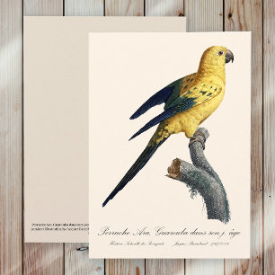 Carte De Remerciements Conure soleil Aratinga solstitialis