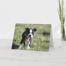 Cute Boston Terrier Blank