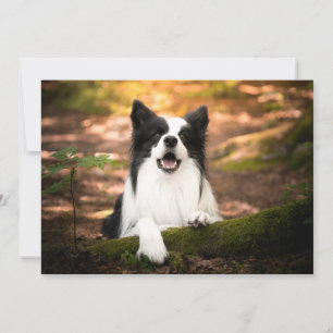 Carte De Remerciements Cutest Baby Animals   Black and White Border Colli