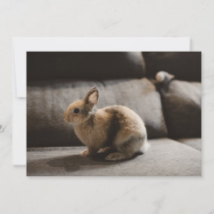 Carte De Remerciements Cutest Baby Animals Netherland Dwarf Rabbit
