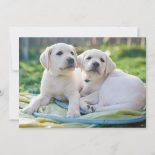 Carte De Remerciements Cutest Baby Animals   Yellow Labrador Retrievers