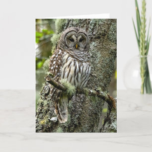 Carte de remerciements de l'arbre de la Chouette b