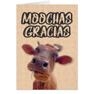 carte de remerciements de vache "Moochas Gracias"