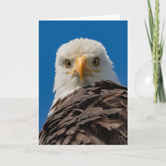 Carte de remerciements des yeux d'aigle chauve (Devant)