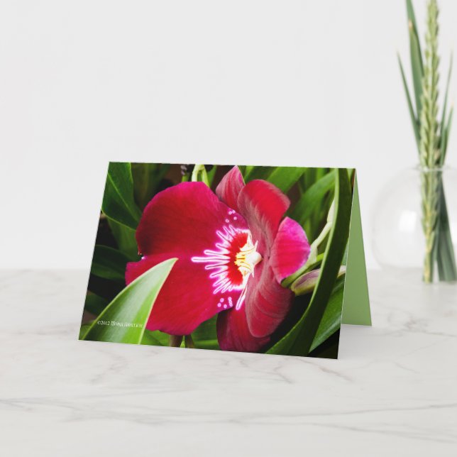 Carte De Remerciements Fancy Orchiid Rouge (Devant)