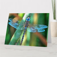 Fantasy Dragonfly
