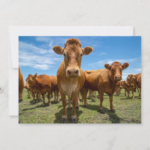 Carte De Remerciements Farms   Brown Cow Group