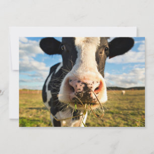 Carte De Remerciements Farms   Holstein Cow Chewing